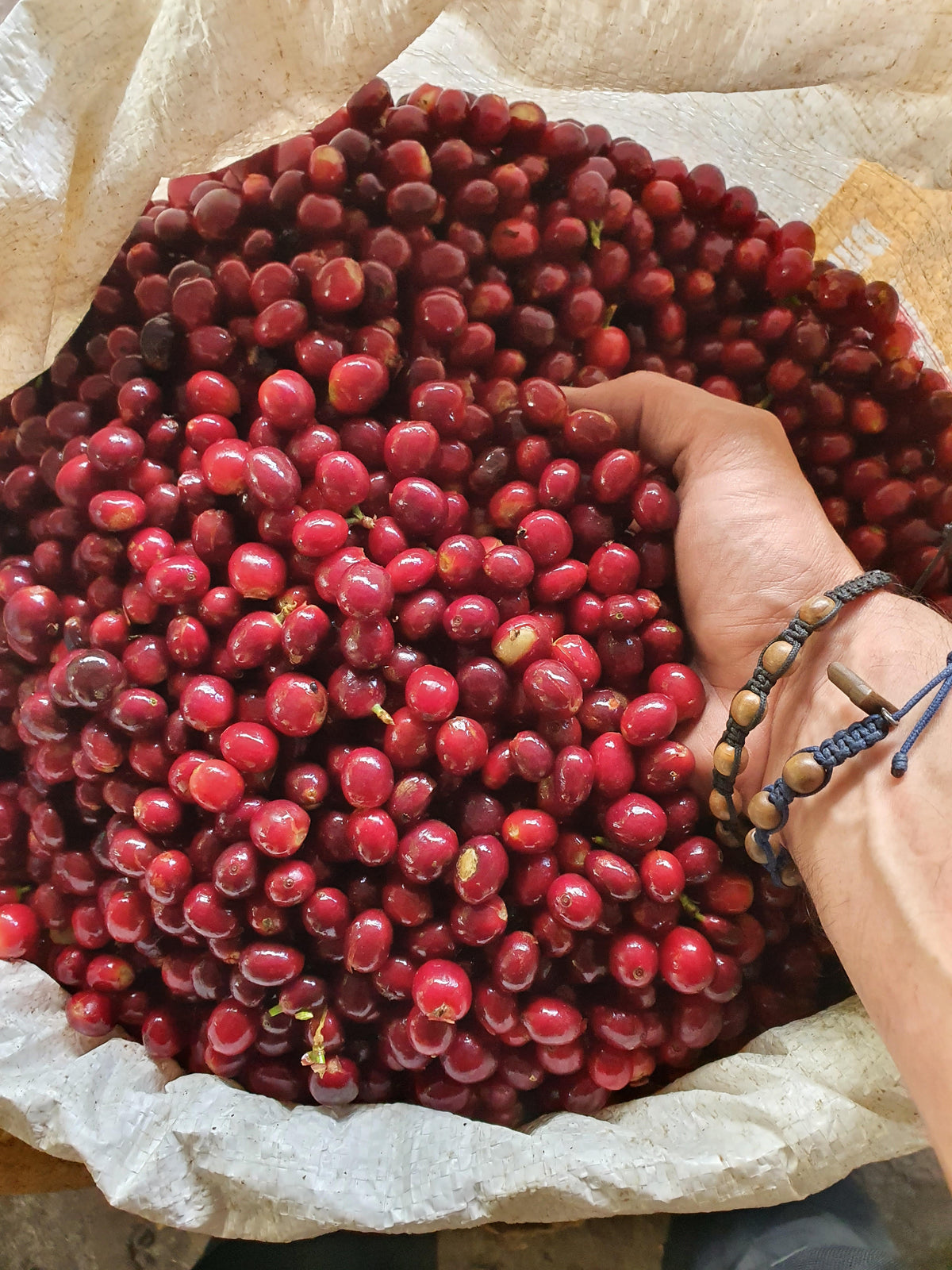 sac de cerises de café fraiches avec main